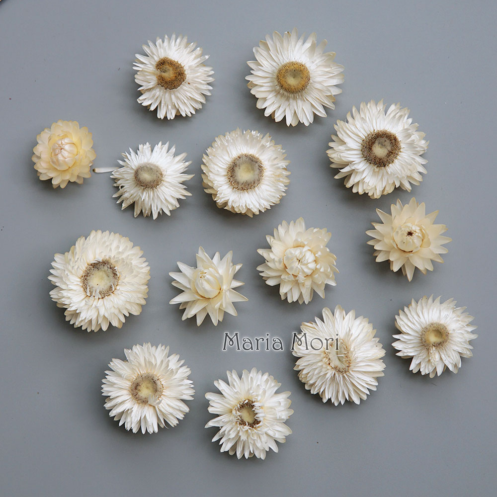 Natural Dried Colorful Chrysan - Holiday Candle Set ulasan dan harga