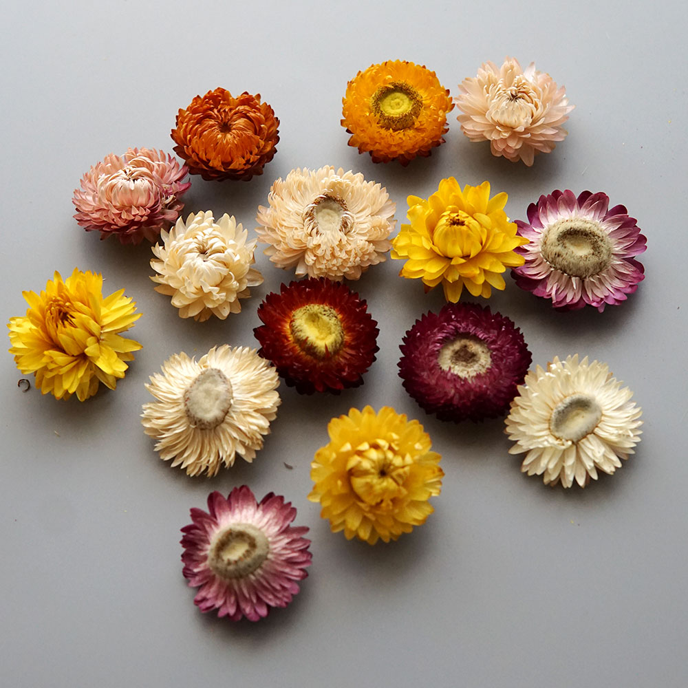 Natural Dried Colorful Chrysan - Holiday Candle Set ulasan dan harga