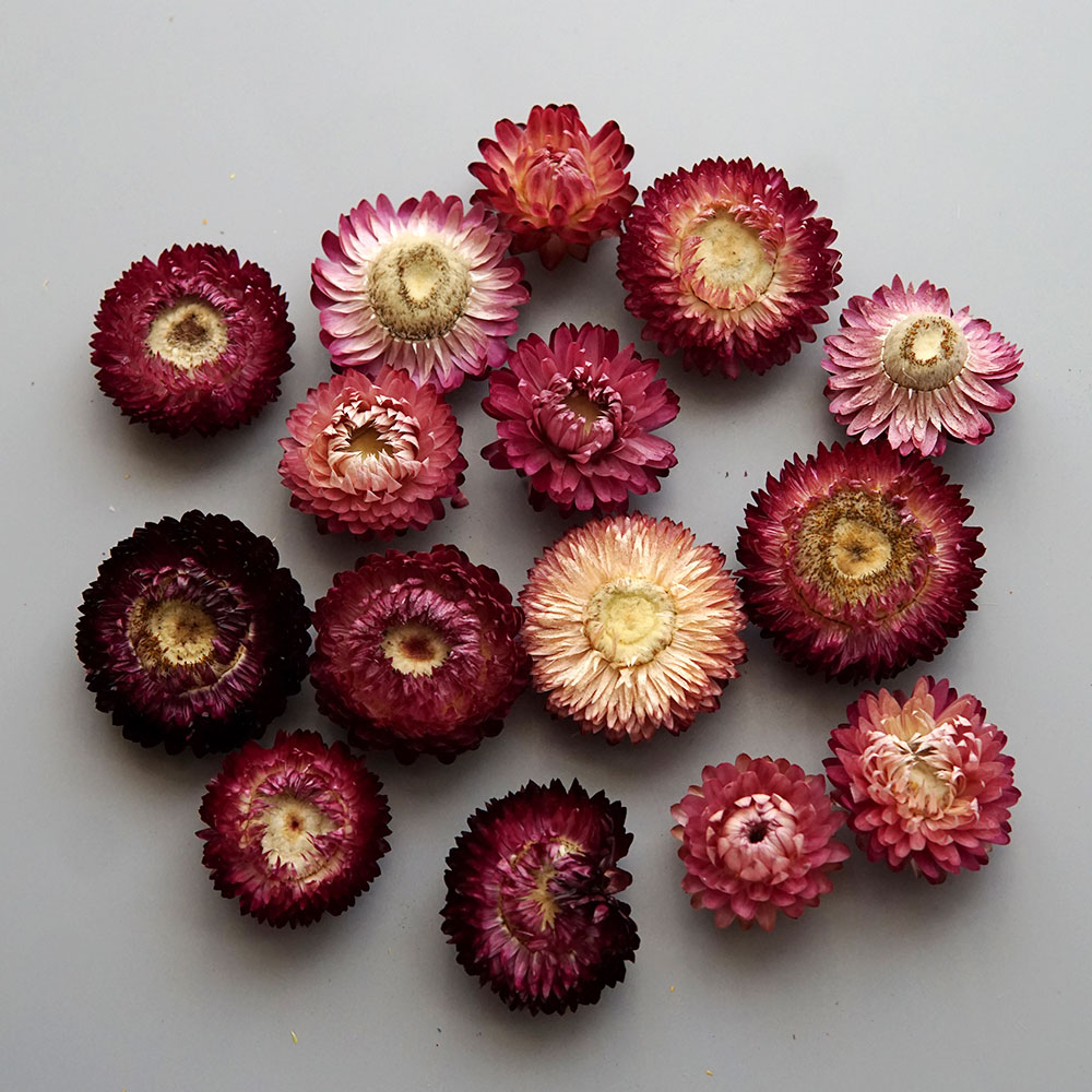 Natural Dried Colorful Chrysan - Holiday Candle Set ulasan dan harga