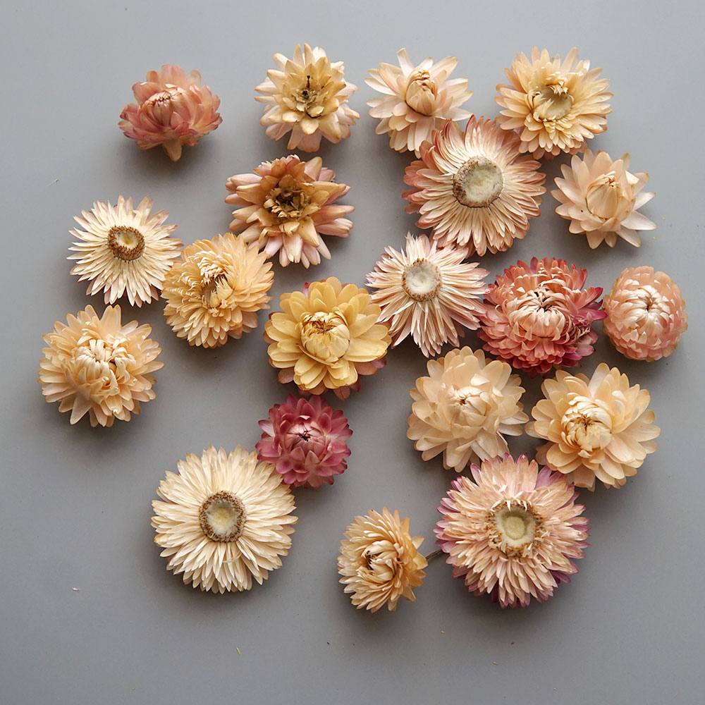 Natural Dried Colorful Chrysan - Holiday Candle Set ulasan dan harga